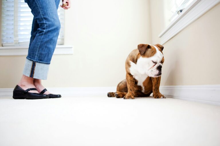 hoe zeg je sorry tegen een hond