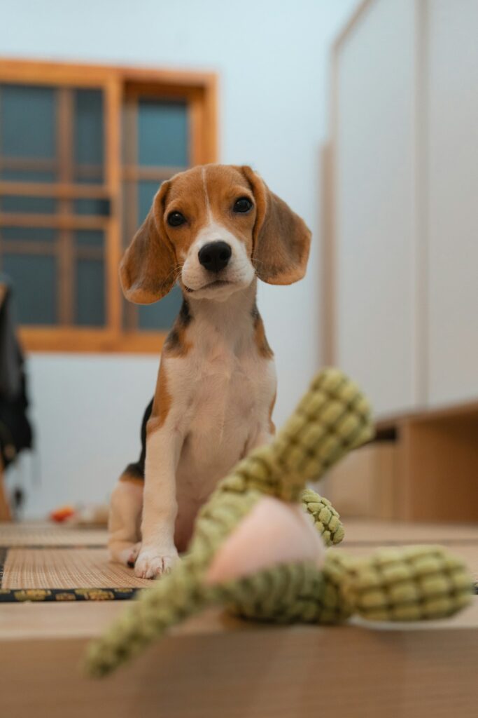 speelgoed beagle