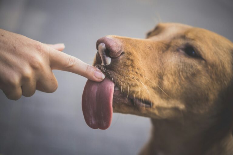 waarom mag een hond niet likken