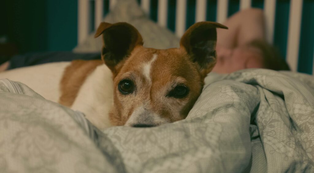 wat doen honden 's nachts