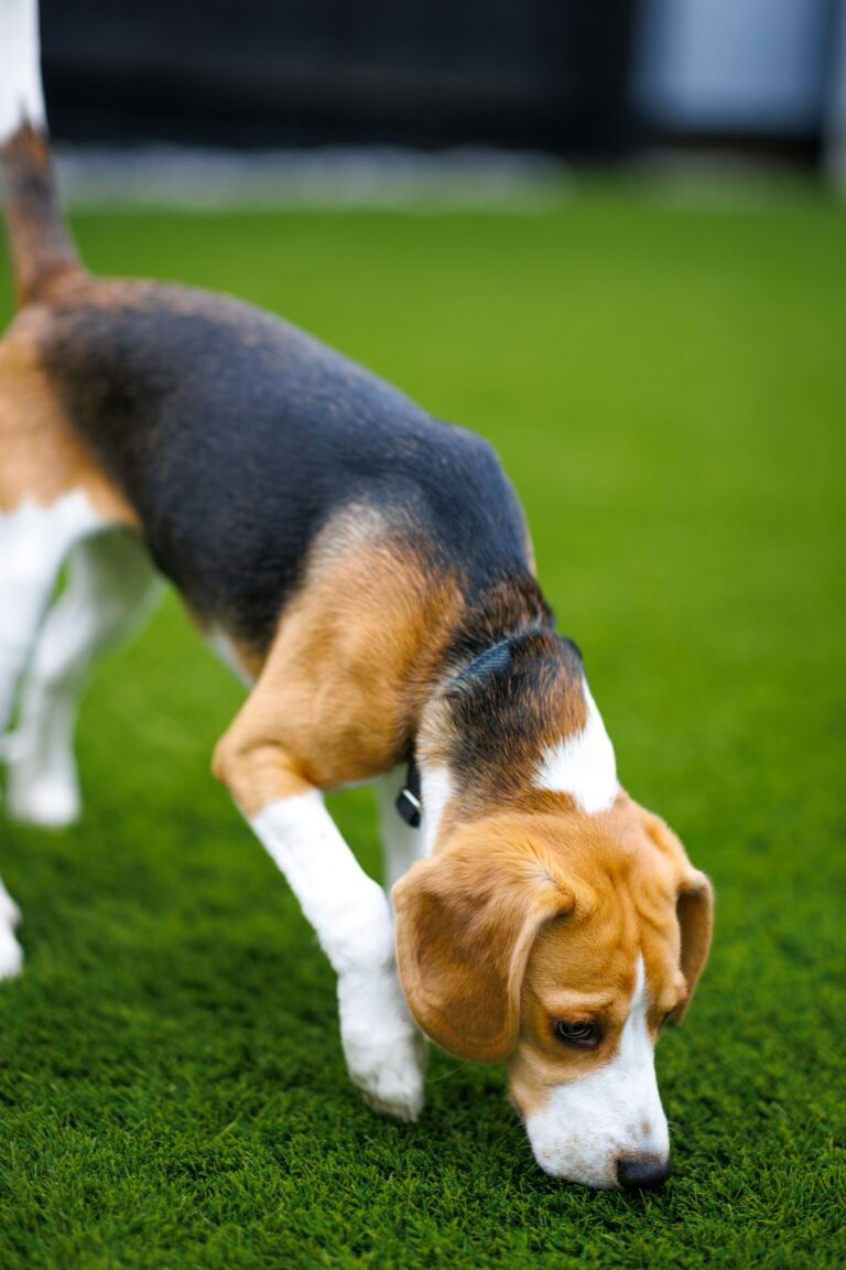 welke geur vinden honden het meest verschrikkelijk
