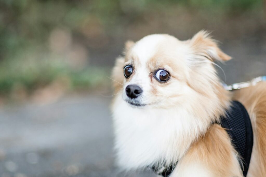angstperiode bij honden