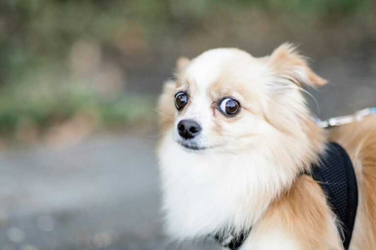 angstperiode bij honden
