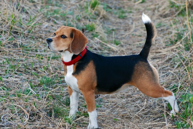 welk ras is de domste hond