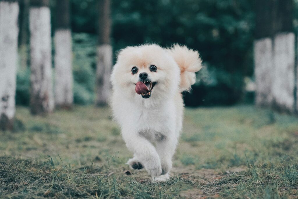 beste bal voor een Pomeranian
