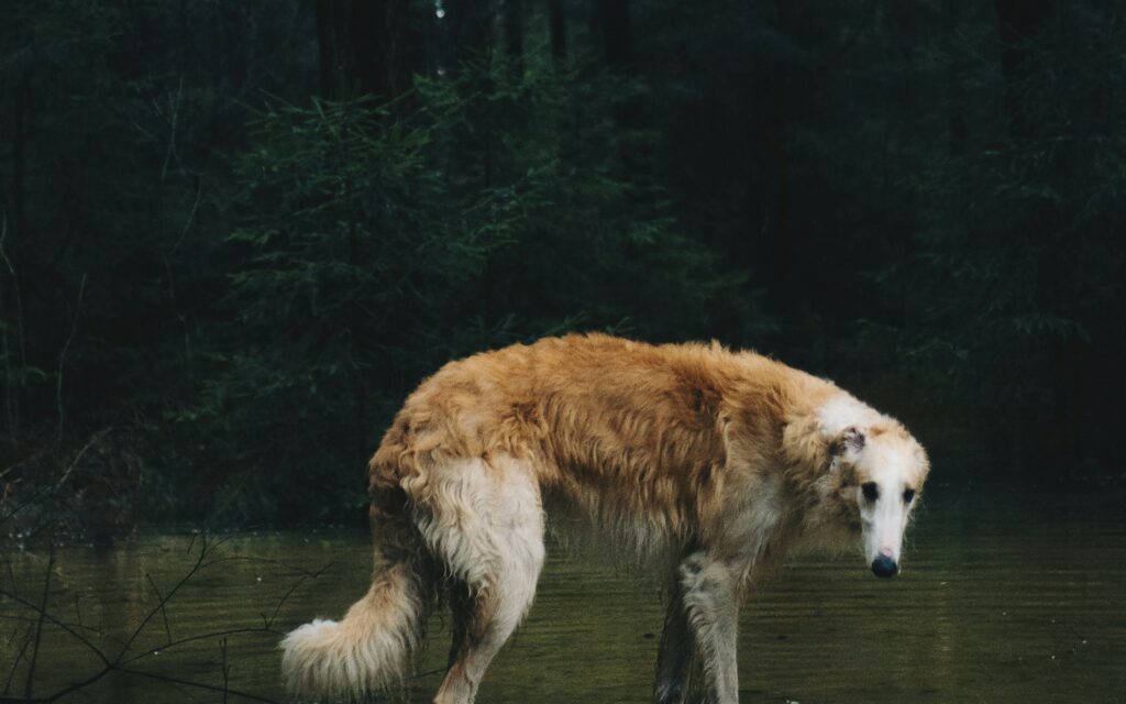 kauwspeelgoed voor Borzoi