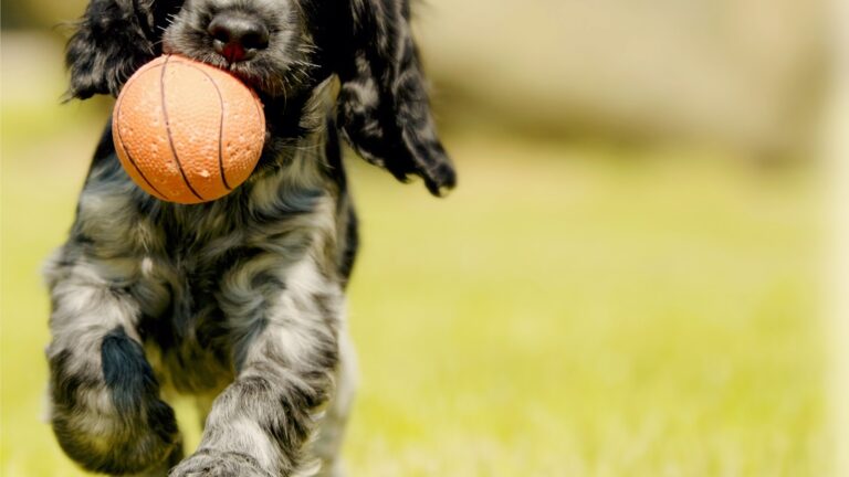 Cocker Spaniel en frisbee