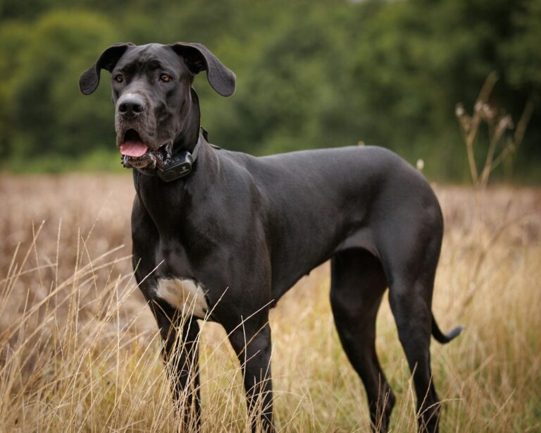 Deense Dog frisbee