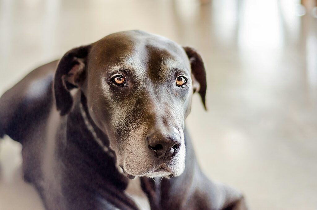 Welke shampoo past bij een Deense Dog
