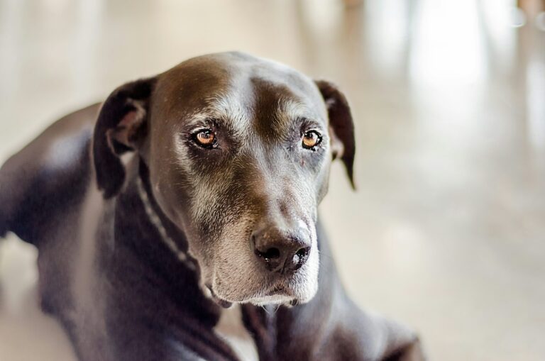 Welke shampoo past bij een Deense Dog