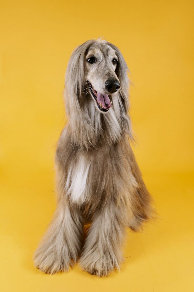 draagtas Afghaanse Windhond