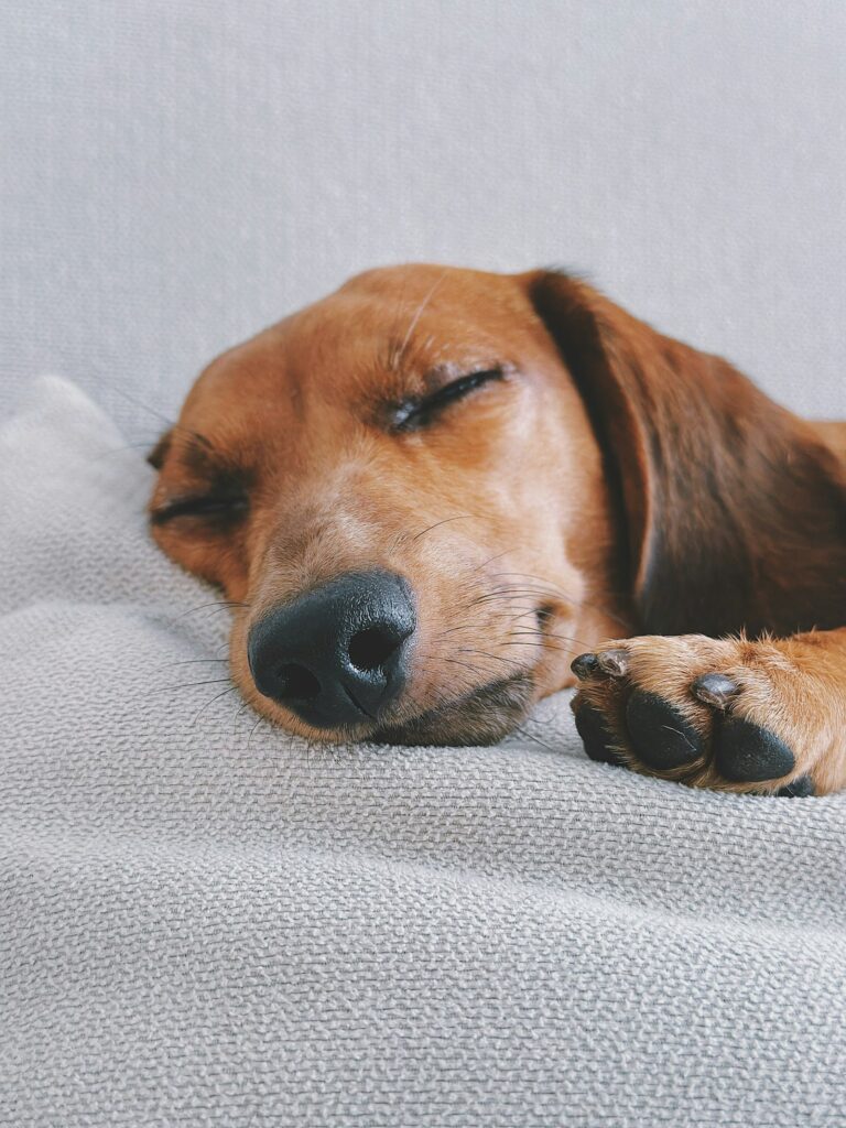 gestreste hond ontstressen