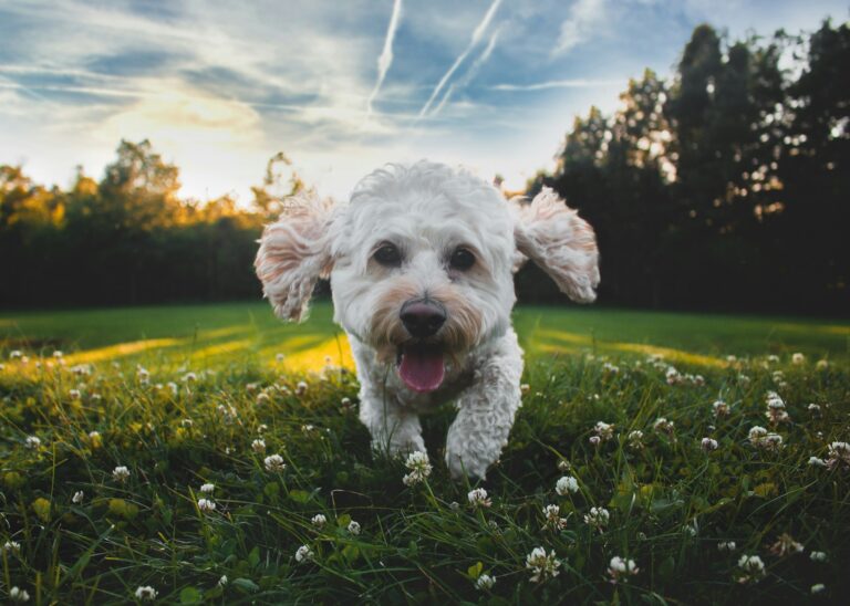 Hoe lang tussen plassen hond