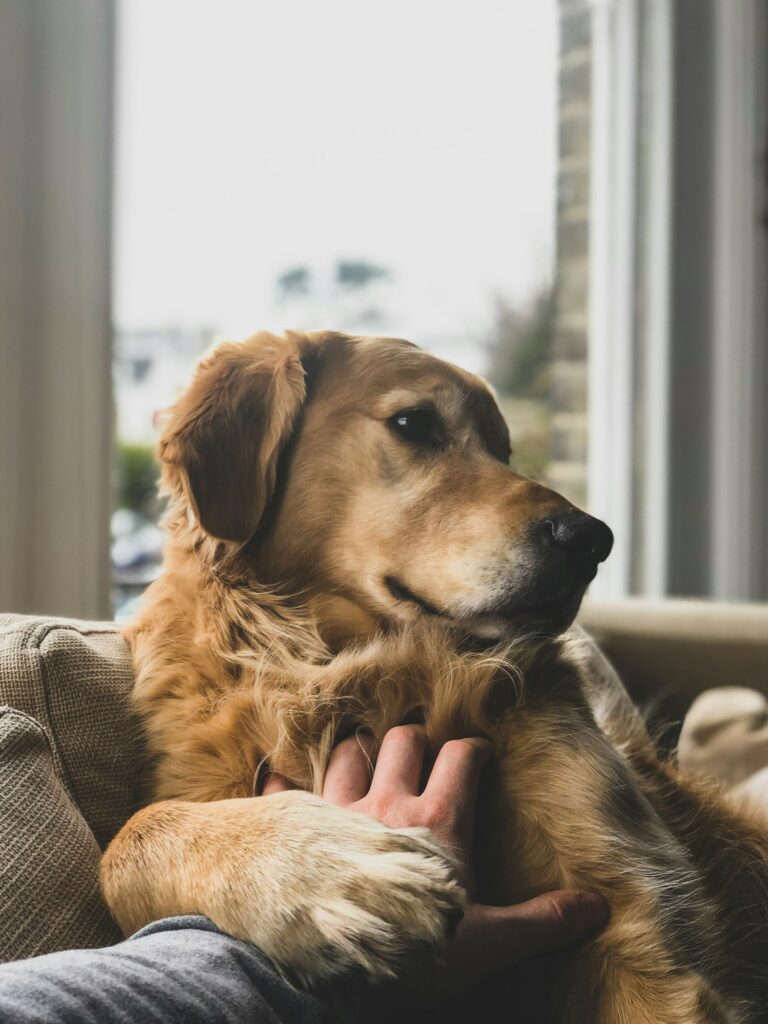 Hoe moet je honden aaien?