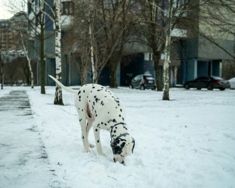 wat betekent het als een hond aan je ruikt