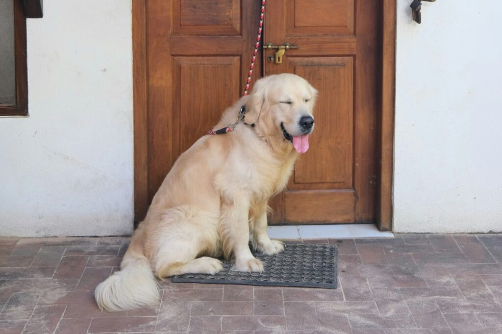 hond aangeven naar buiten