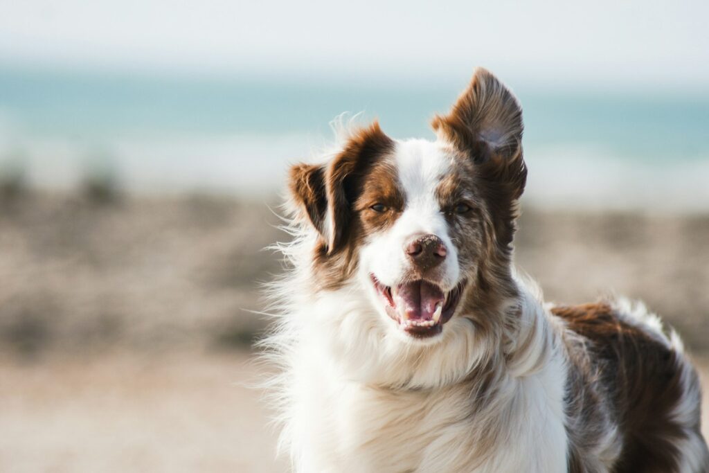 waarom kijkt een hond je aan als hij poept