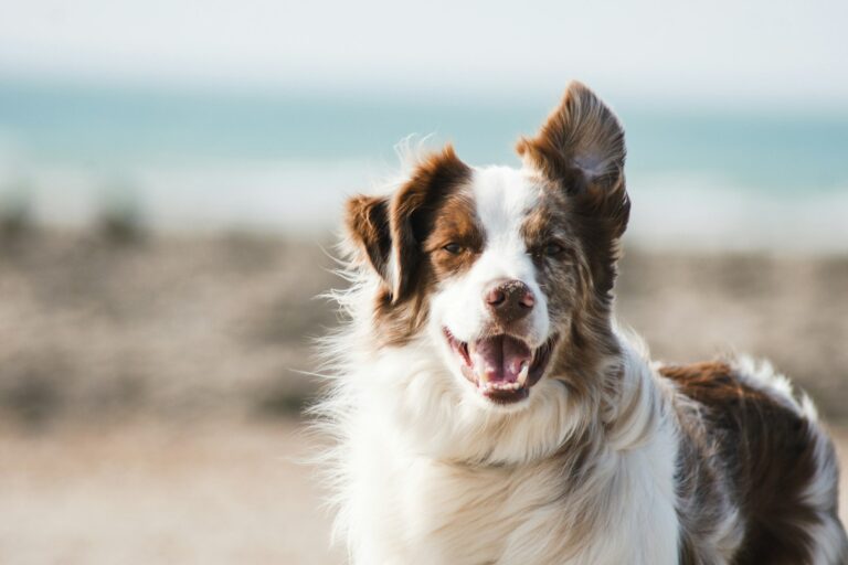 waarom kijkt een hond je aan als hij poept