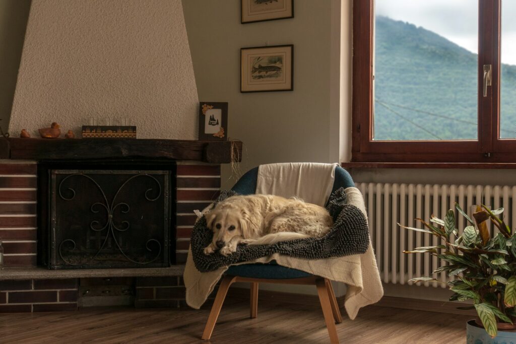 hond alleen thuis op stoel bij open haard