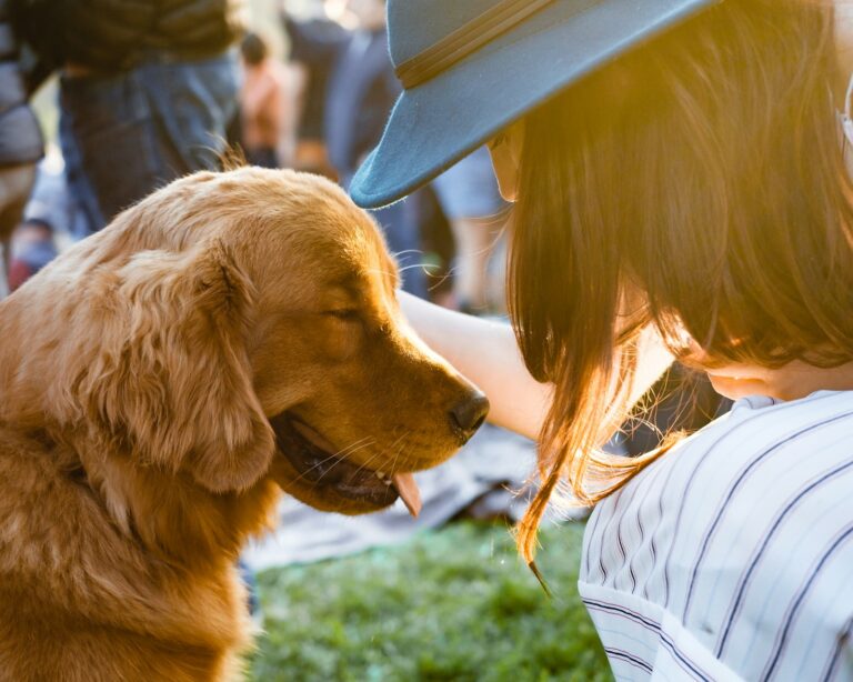 waar wil een hond graag geaaid worden