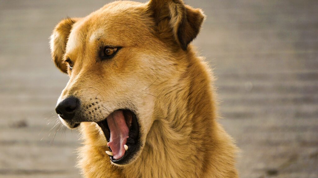 hond i love you zeggen