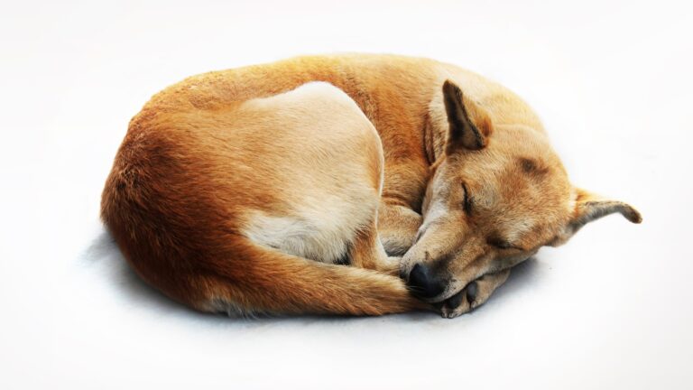 hond in zijn slaap overlijden
