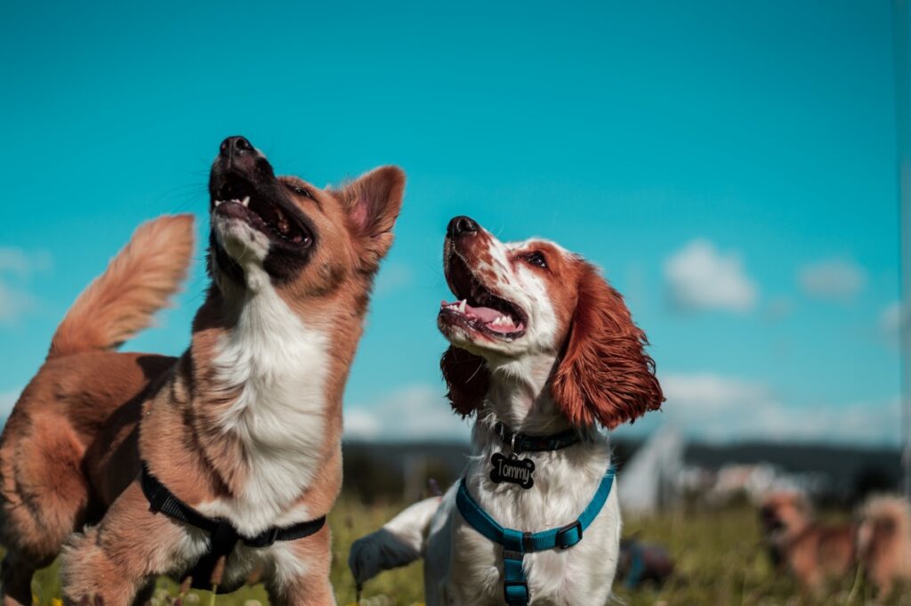 Is een hond liever alleen of samen