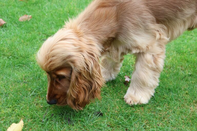 hond moet plassen