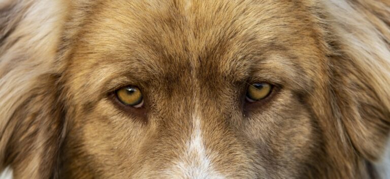 hond niet in de ogen kijken