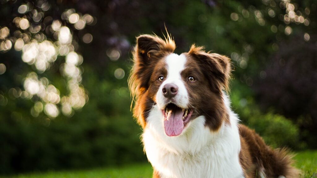 wie is slimmer kat of hond