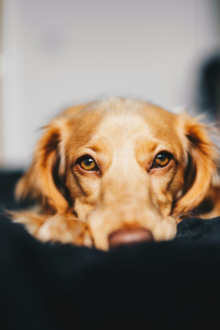 hond op je geplast