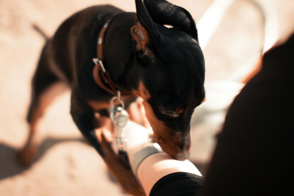 hoe reageren honden als ze een ziekte ruiken