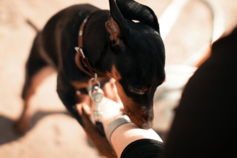 hoe reageren honden als ze een ziekte ruiken