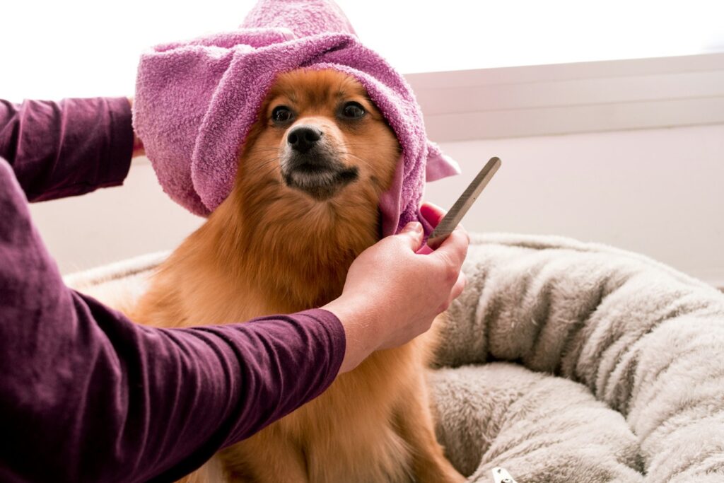 waarom stinkt mijn hond