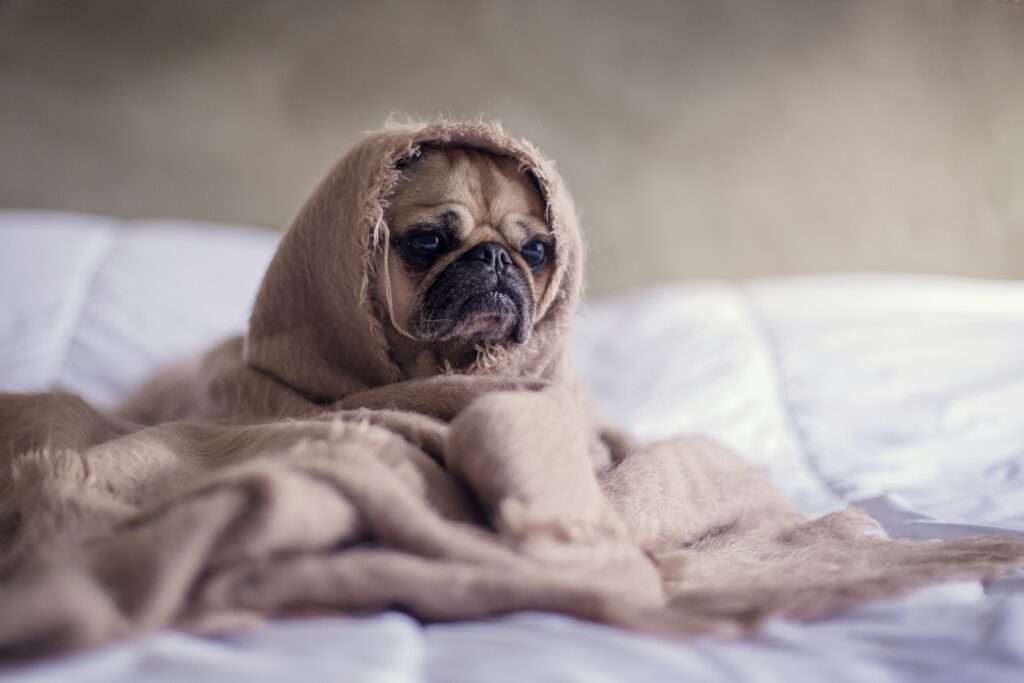 Vergeven honden het als je tegen ze schreeuwt?