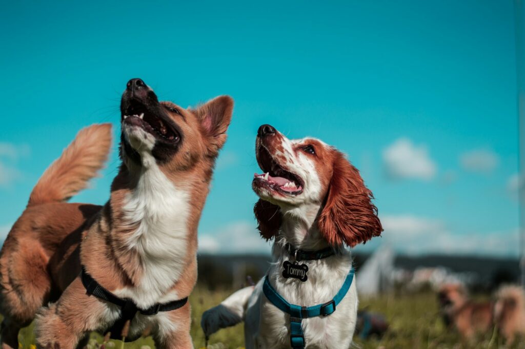hond verliefd op andere hond