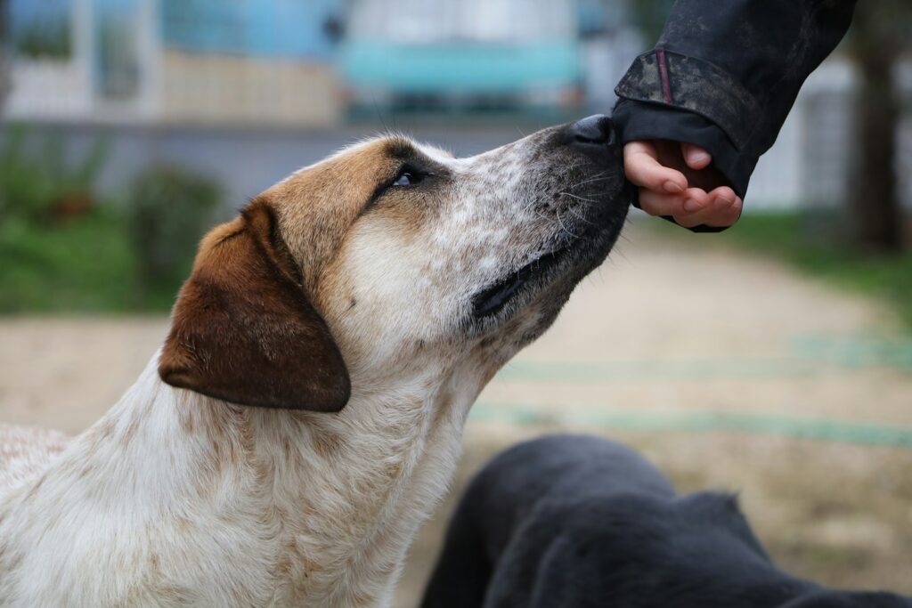 hoe weet je of je hond je vertrouwt