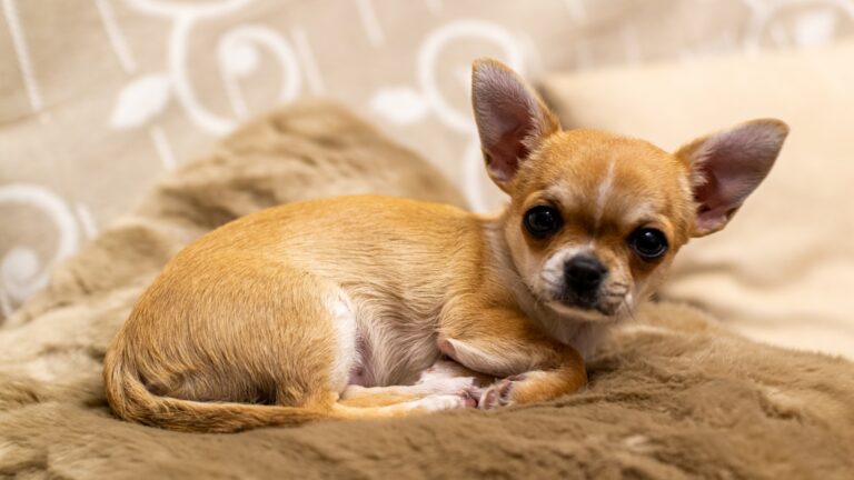 hondenbench voor chihuahua
