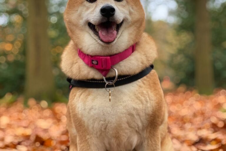 goede hondenmand voor Shiba Inu