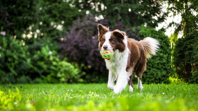 hondenras grootste kans op ADHD