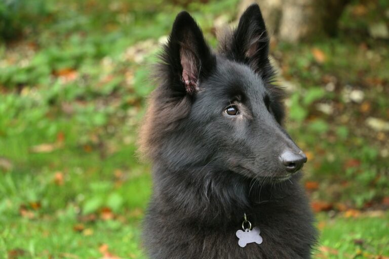 Beste hondentrui voor een Groenendael