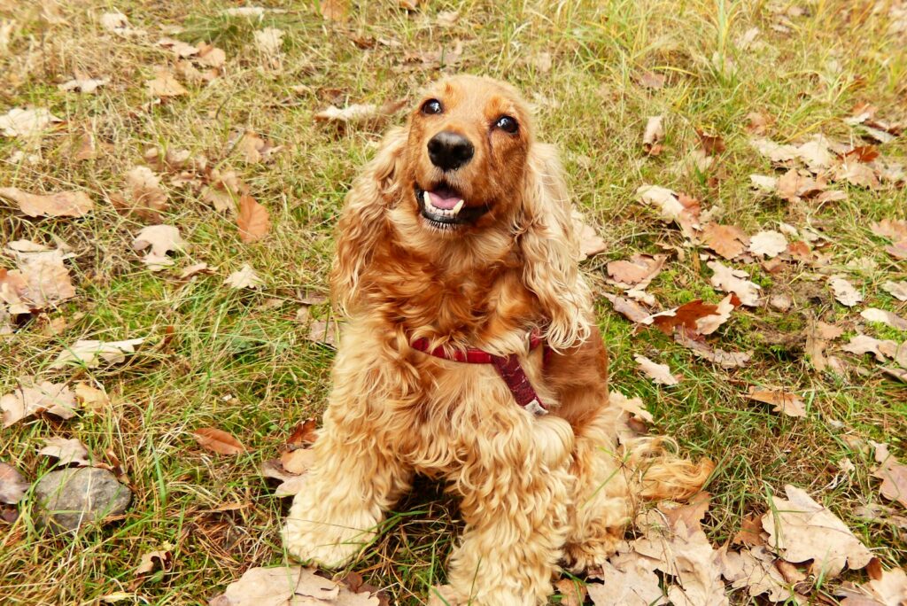 Intelligentiespellen Cocker Spaniel