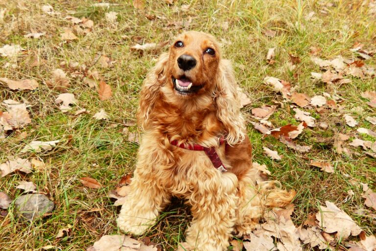 Intelligentiespellen Cocker Spaniel