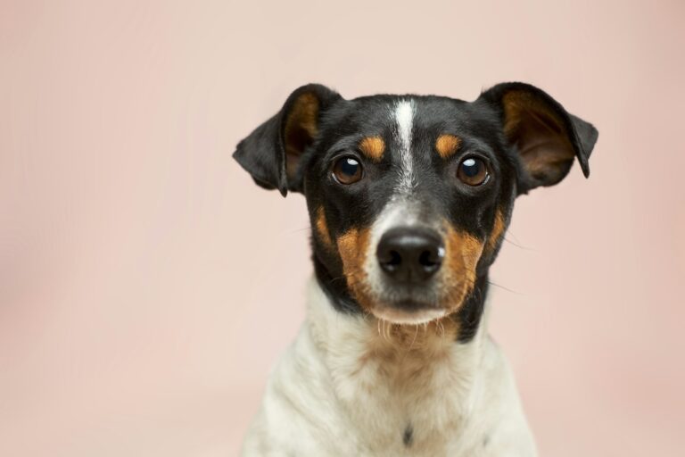 kan een hond geesten voelen