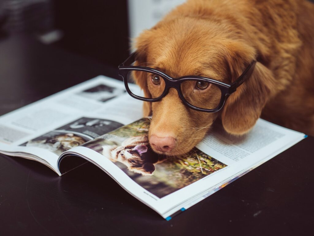 kunnen honden tellen