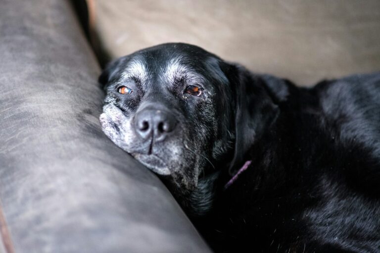 Wat gebeurt er in de uren voordat een hond sterft