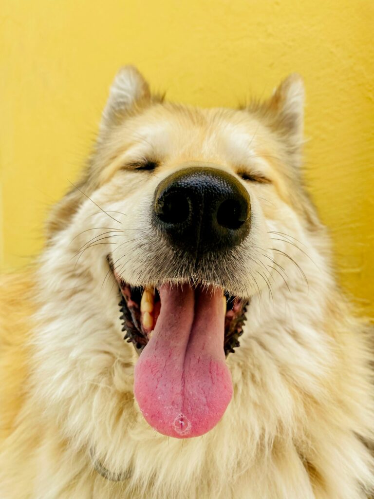 Kunnen honden lachen