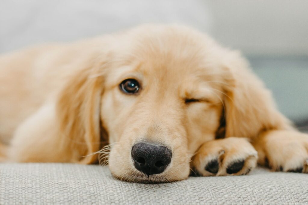 wat is een makkelijke hond