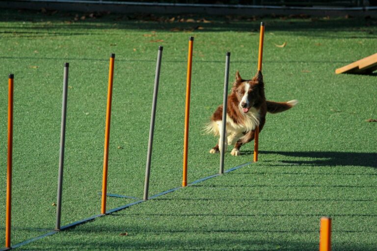 meest getalenteerde hond