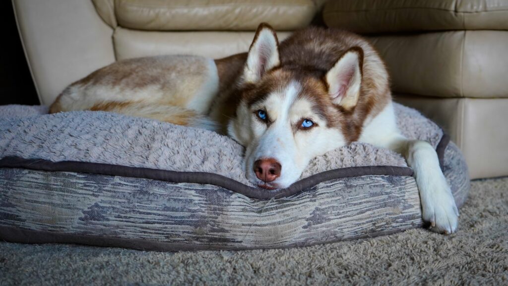 moeilijkste hond